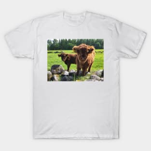 Scottish Highland Cattle Calves 1768 T-Shirt